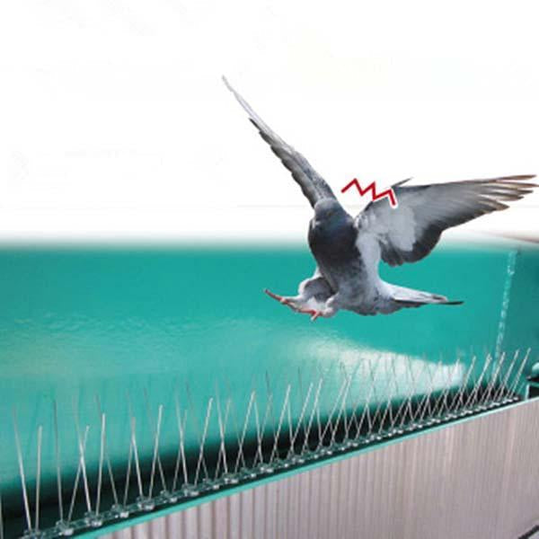 Stainless Steel Protection Against Bird Spines