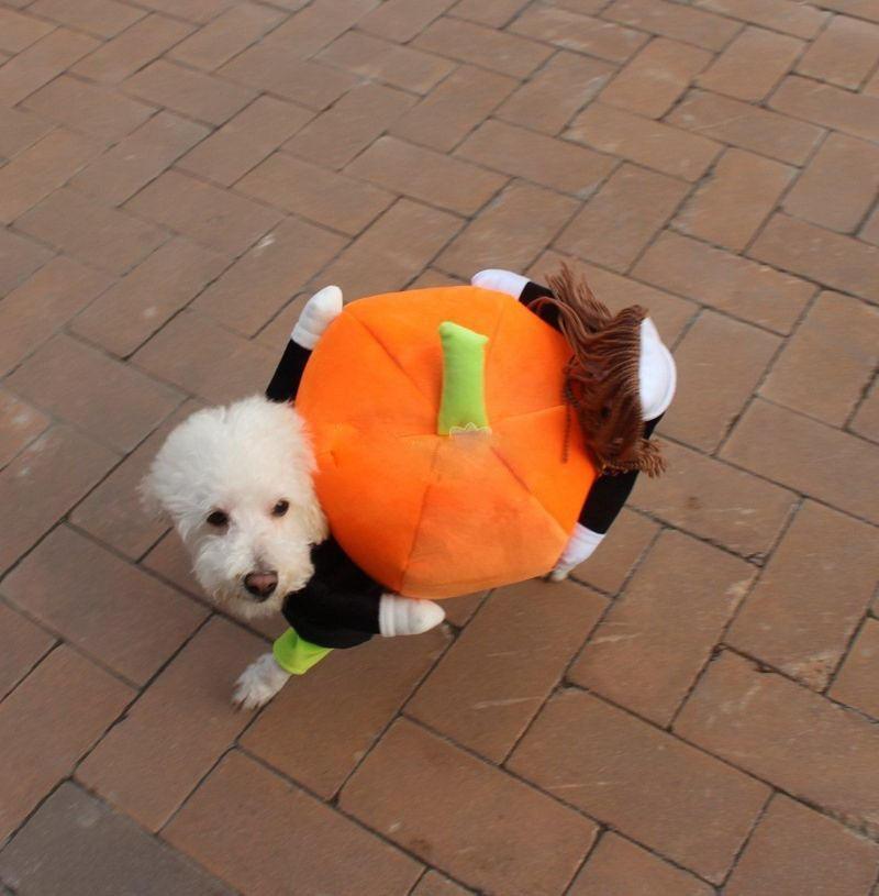 Dog Fashion Pumpkin Costume