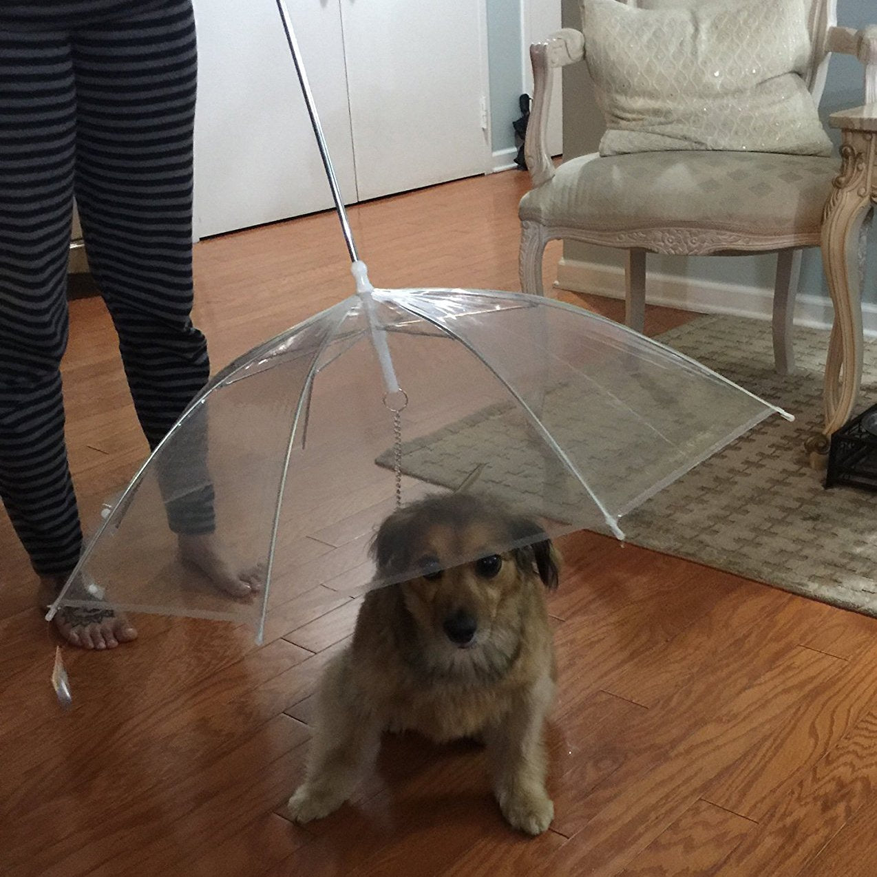 Pet Dog Umbrella