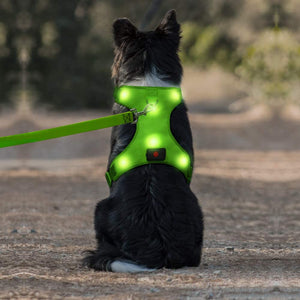 Domi LED Dog Harness