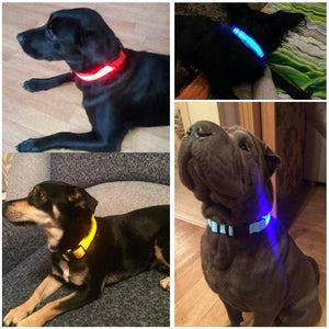 Led Dog Collar